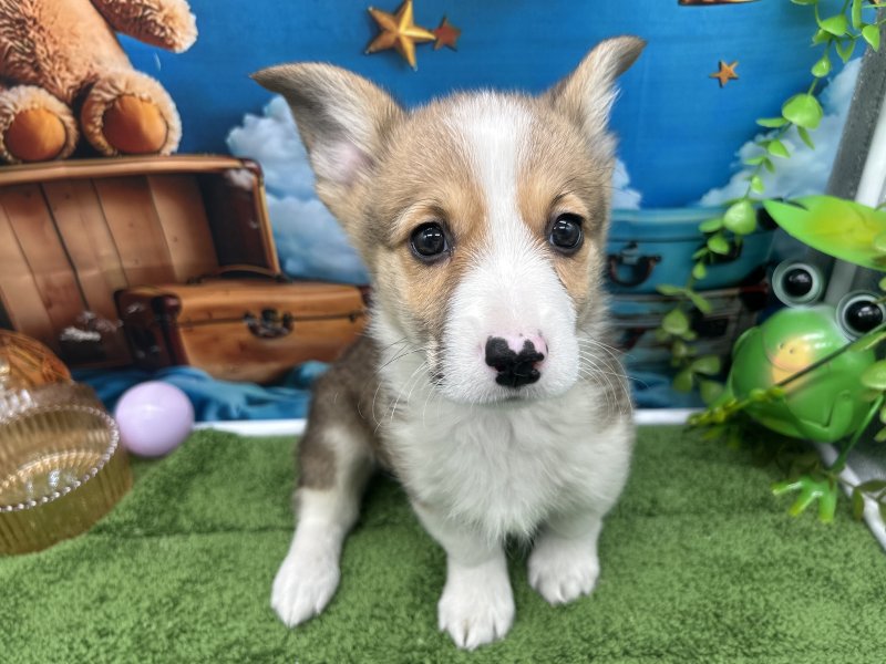 福岡県のウェルシュコーギーペンブローク (ワンラブﾎｰﾑﾜｲﾄﾞ ﾍﾟｯﾄ＆ｸﾞﾘｰﾝ和白店(FC)/2026年1月23日生まれ/男の子/レッドホワイト)の子犬の2枚目の画像