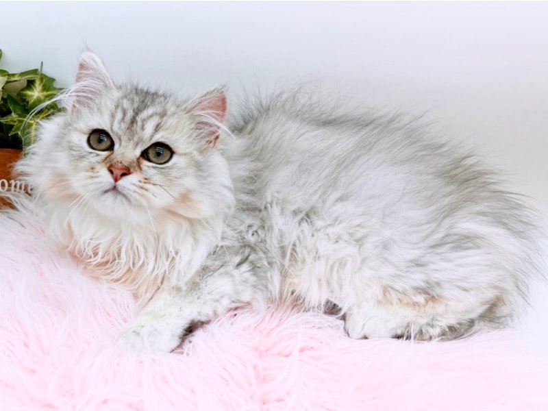 愛知県のペルシャ (ワンラブカインズ小牧店(FC)/2025年12月10日生まれ/男の子/チンチラシルバー)の子猫の2枚目の画像
