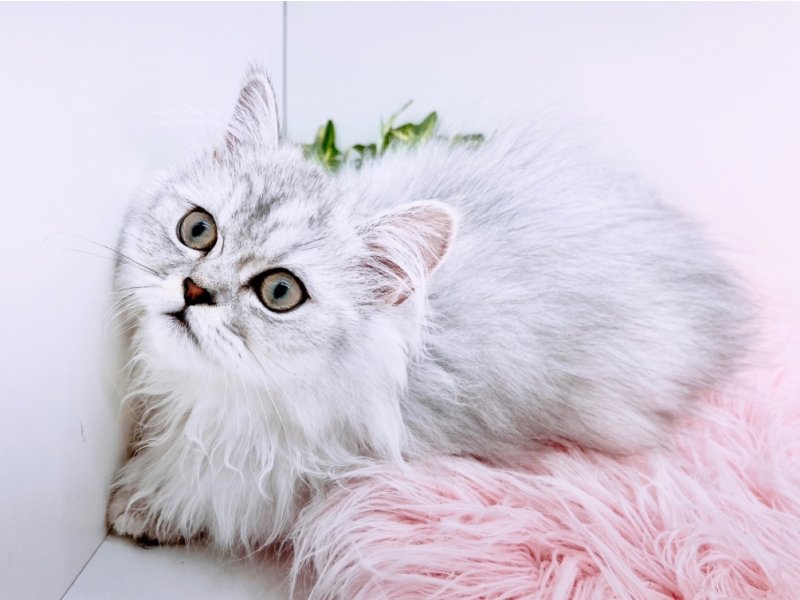 愛知県のペルシャ (ワンラブカインズ小牧店(FC)/2025年12月10日生まれ/男の子/チンチラシルバー)の子猫の2枚目の画像