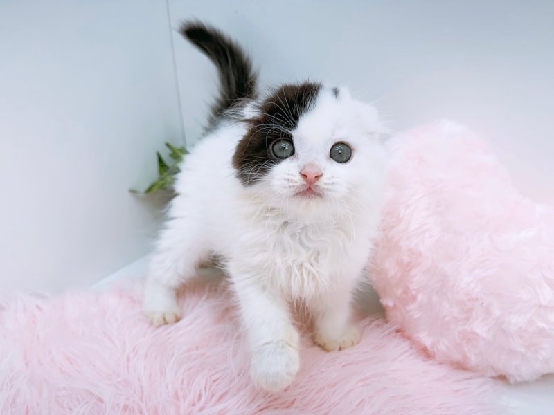 愛知県のスコティッシュフォールド (ワンラブカインズ小牧店(FC)/2026年2月1日生まれ/男の子/ブラックホワイトバン)の子猫の2枚目の画像