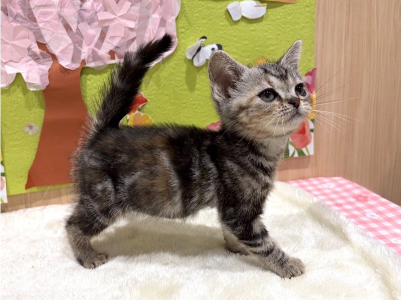 福島県のアメリカンショートヘアー (ワンラブカインズ会津若松店(FC)/2026年1月31日生まれ/女の子/シルバーパッチドタビー)の子猫の2枚目の画像