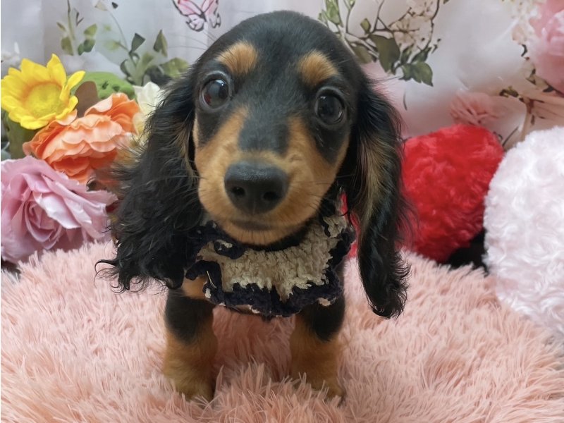 岐阜県のカニンヘンダックスフンド(ロング) (ワンラブペッツビレッジ アピタ北方店(FC)/2026年1月14日生まれ/男の子/ブラックタン)の子犬の2枚目の画像