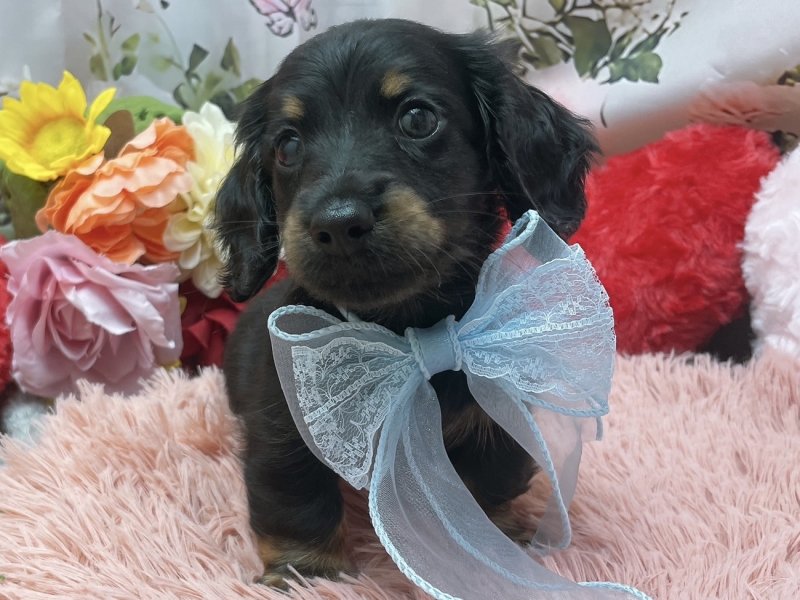 滋賀県のミニチュアダックスフンド(ロング) (ワンラブコ メ リパワー ペットアミ水口店(FC)/2026年1月30日生まれ/男の子/ブラックタン)の子犬の2枚目の画像