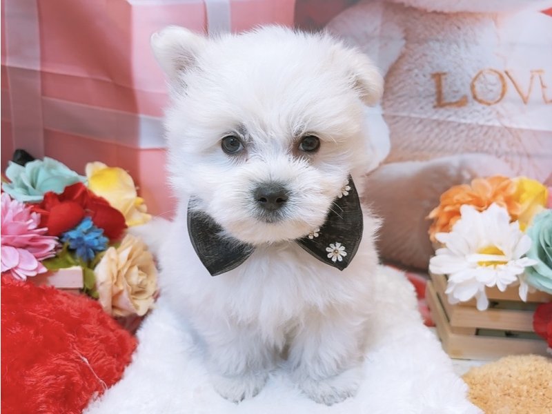 沖縄県のハーフ犬・ミックス犬 (ワンラブMEGAドン・キホーテ宜野湾店(FC)/2026年1月23日生まれ/男の子/ホワイト)の子犬の2枚目の画像