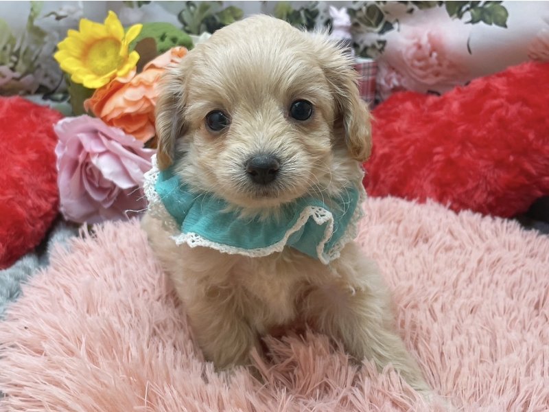 岐阜県のチワプー/プーチー(チワワ×プードル) (ワンラブペッツビレッジ アピタ北方店(FC)/2026年1月31日生まれ/男の子/クリーム)の子犬の2枚目の画像