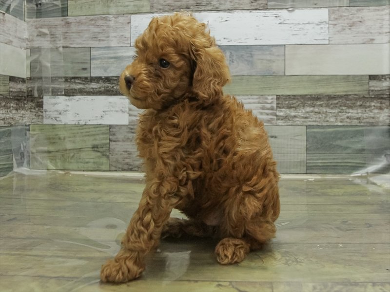 愛知県のトイプードル(トイ) (ワンラブ名古屋守山インター総本店/2026年2月3日生まれ/男の子/レッド)の子犬の2枚目の画像