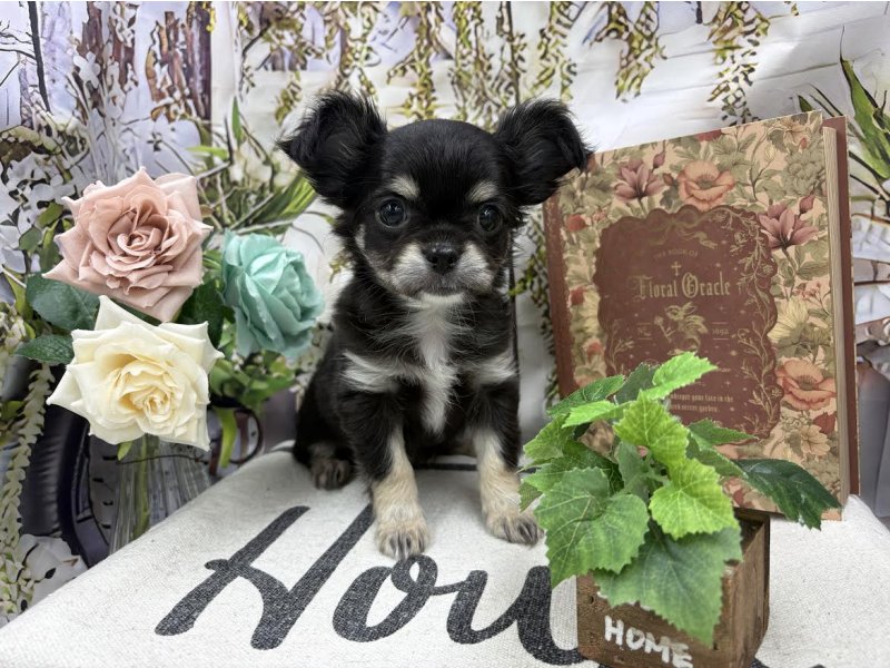 群馬県のチワワ(ロング) (ワンラブカインズ前橋小島田店(FC)/2026年1月30日生まれ/女の子/ブラックタン)の子犬の2枚目の画像