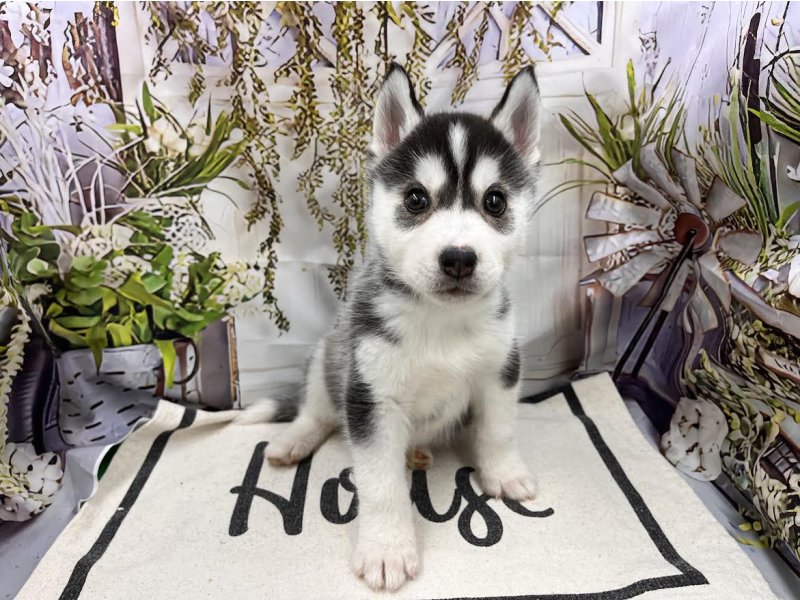 群馬県のシベリアンハスキー (ワンラブカインズ前橋小島田店(FC)/2026年1月31日生まれ/男の子/ブラックホワイト)の子犬の2枚目の画像