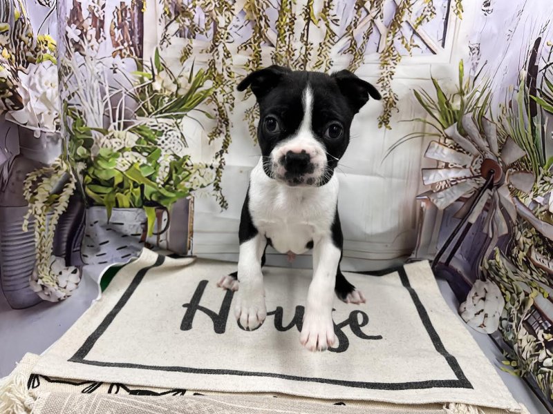 群馬県のボストンテリア (ワンラブカインズ前橋小島田店(FC)/2026年1月31日生まれ/男の子/ボストンカラー)の子犬の2枚目の画像