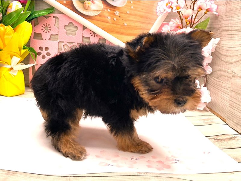 京都府のヨークシャーテリア (ワンラブカインズ木津川店(FC)/2026年2月1日生まれ/男の子/スチールブルータン)の子犬の2枚目の画像