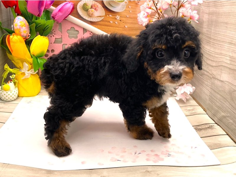 京都府のチワプー/プーチー(チワワ×プードル) (ワンラブカインズ木津川店(FC)/2026年1月22日生まれ/男の子/ブラックタンホワイト)の子犬の2枚目の画像