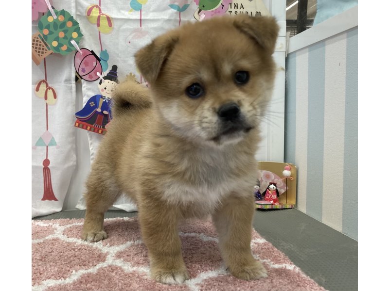 福岡県のハーフ犬・ミックス犬 (ワンラブペットワイド若松店(FC)/2026年1月12日生まれ/男の子/赤)の子犬の2枚目の画像