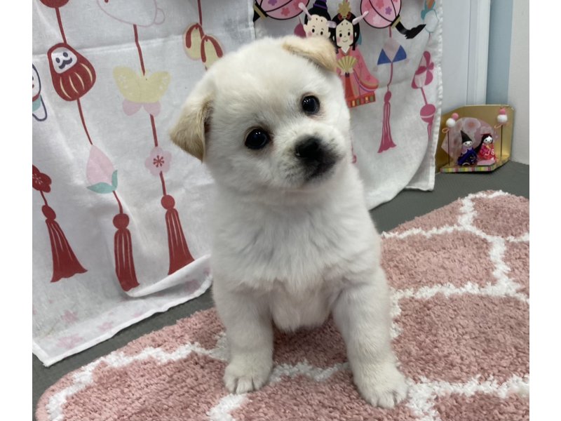 福岡県のハーフ犬・ミックス犬 (ワンラブペットワイド若松店(FC)/2026年1月12日生まれ/男の子/ホワイト)の子犬の2枚目の画像