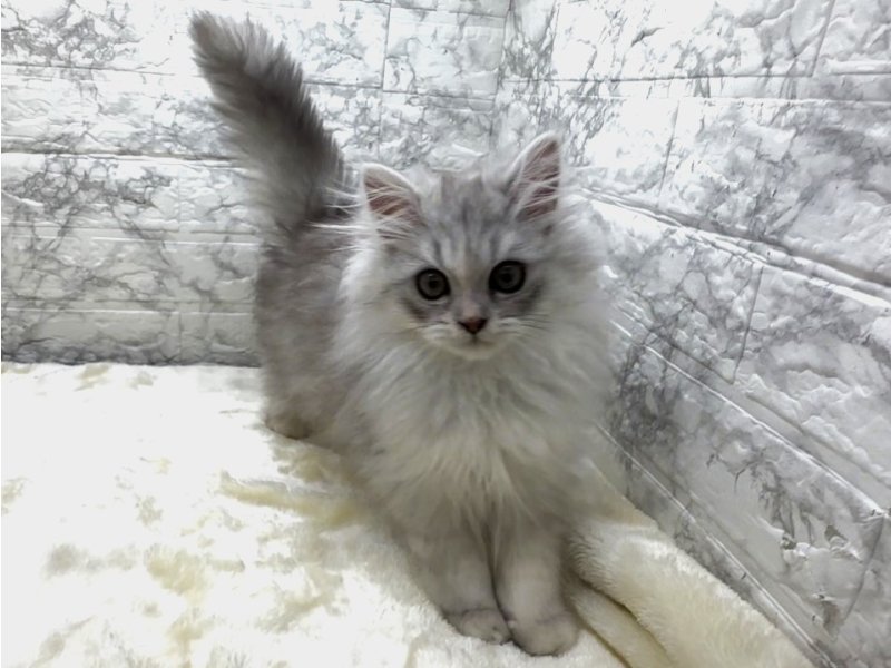 宮崎県のペルシャ (ワンラブホームワイドプラス都城店(FC)/2025年11月30日生まれ/女の子/チンチラシルバー)の子猫の2枚目の画像