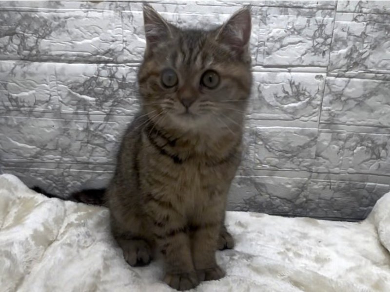 宮崎県のﾌﾞﾘﾍﾟﾙｼｬ【ﾌﾞﾘﾃｨｯｼｭ×ﾍﾟﾙｼｬ】 (ワンラブホームワイドプラス都城店(FC)/2025年11月30日生まれ/女の子/ブラウンタビー)の子猫の2枚目の画像