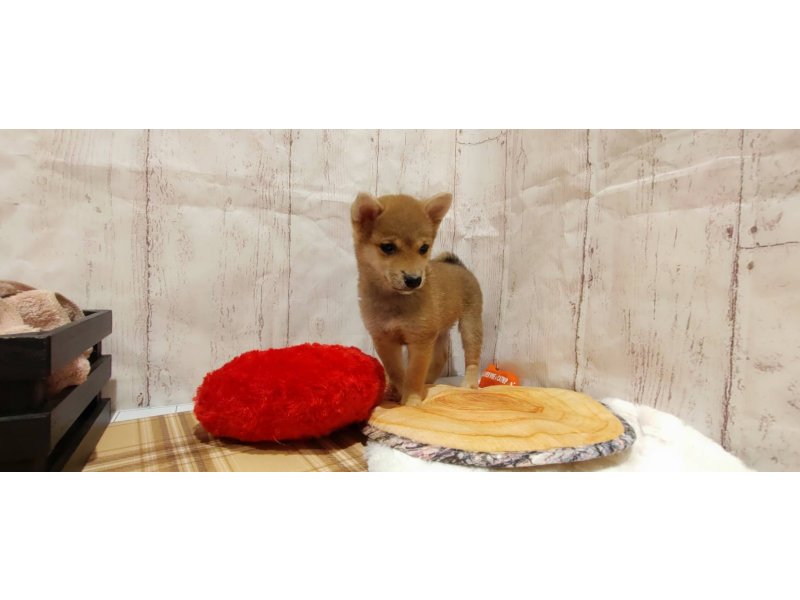 埼玉県の豆柴 (ワンラブカインズ羽生店(FC)/2022年1月20日生まれ/女の子/赤)の子犬の2枚目の画像