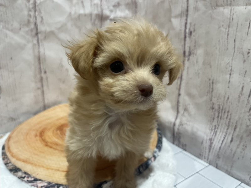 埼玉県のチワプー/プーチー(チワワ×プードル) (ワンラブカインズ羽生店(FC)/2026年1月26日生まれ/男の子/アプリコット)の子犬の2枚目の画像