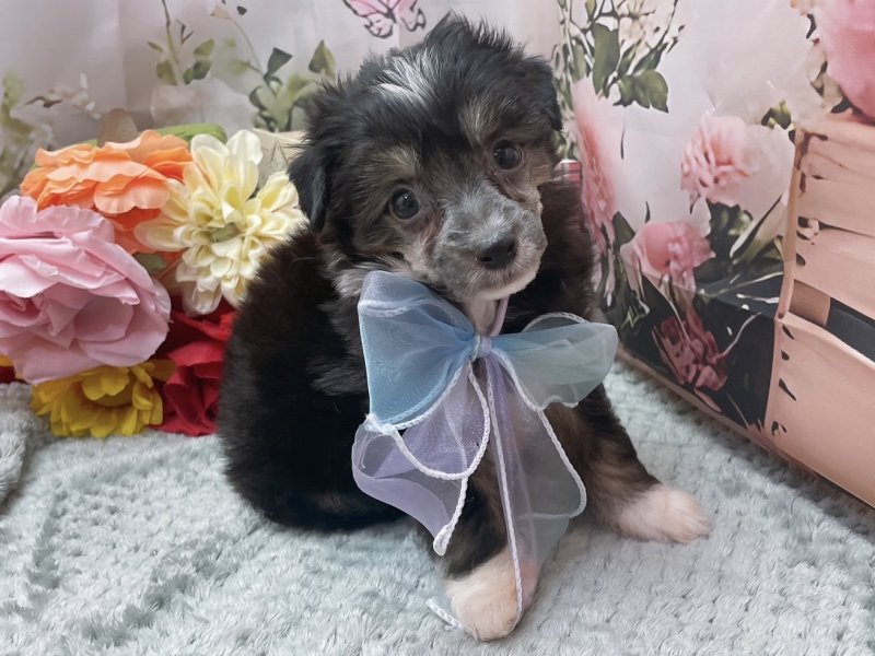 岐阜県のチャイニーズクレステッドドッグ (ワンラブホームセンターバロー北方店(FC)/2026年2月4日生まれ/男の子/ブラックホワイト)の子犬の2枚目の画像