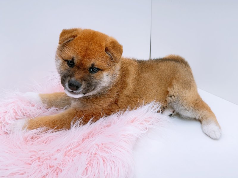 愛知県の柴犬(標準サイズ) (ワンラブペッツビレッジ アピタ木曽川店(FC)/2026年2月6日生まれ/女の子/赤)の子犬の2枚目の画像