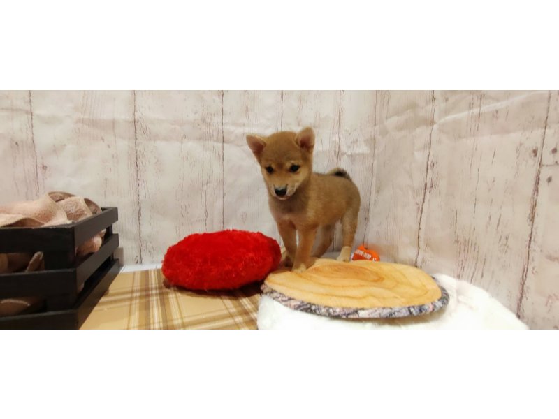 埼玉県の豆柴 (ワンラブカインズ羽生店(FC)/2026年1月20日生まれ/女の子/赤)の子犬の2枚目の画像