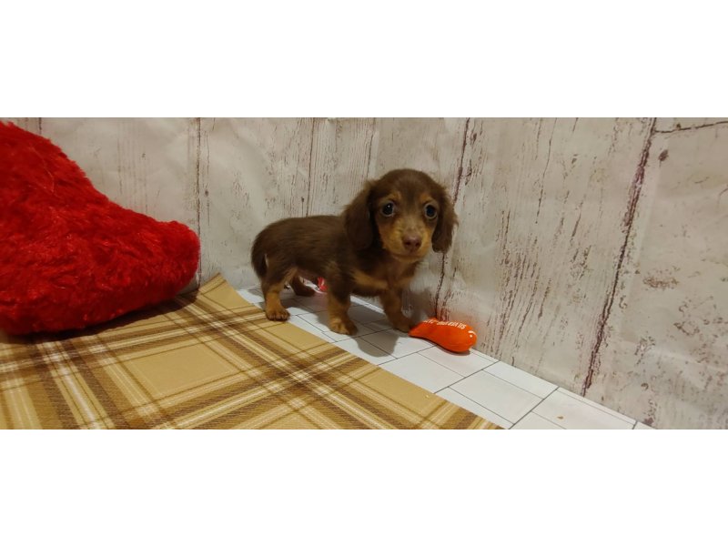 埼玉県のミニチュアダックスフンド(ロング) (ワンラブカインズ羽生店(FC)/2026年1月26日生まれ/男の子/チョコレートタン)の子犬の2枚目の画像