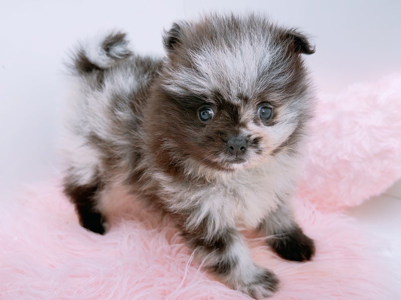 愛知県のポメラニアン (ワンラブカインズ小牧店(FC)/2026年2月7日生まれ/男の子/ブルーマール)の子犬の2枚目の画像