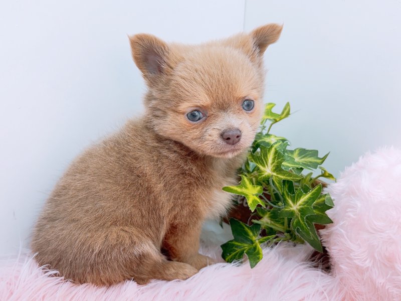 愛知県のチワワ(ロング) (ワンラブカインズ小牧店(FC)/2026年2月7日生まれ/女の子/イザベラホワイト)の子犬の2枚目の画像