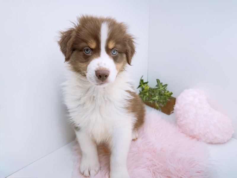 愛知県のオーストラリアンシェパード (ワンラブペッツビレッジ アピタ木曽川店(FC)/2026年2月3日生まれ/男の子/レッドホワイト)の子犬の2枚目の画像