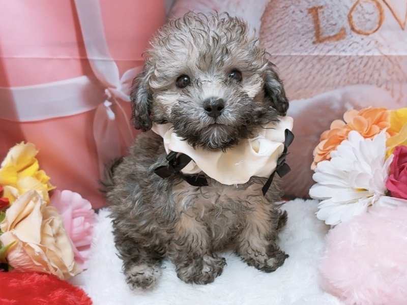 愛知県のトイプードル(トイ) (ワンラブカインズ豊田四郷店(FC)/2026年2月6日生まれ/男の子/ブリンドル)の子犬の2枚目の画像