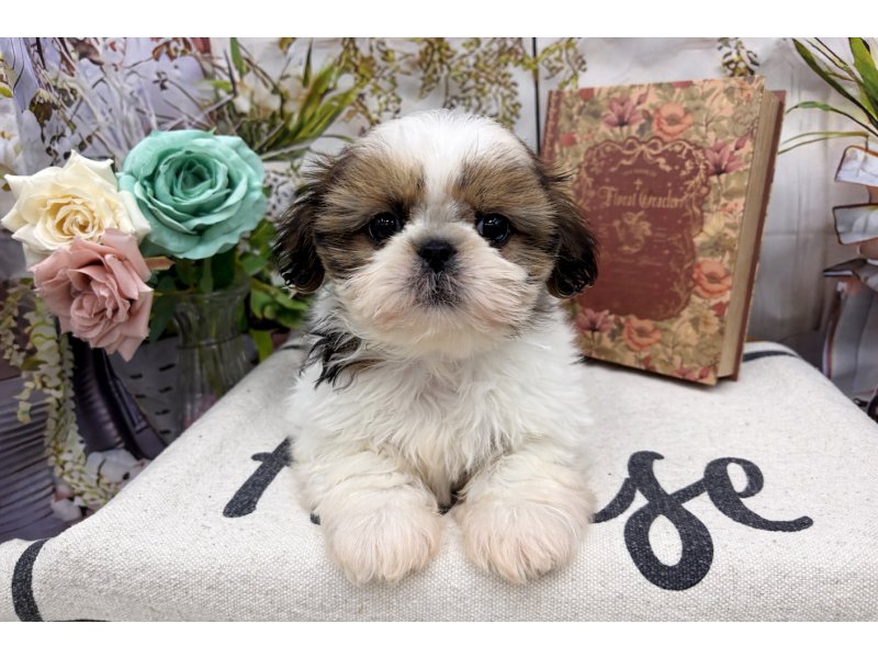 群馬県のシーズー (ワンラブカインズ前橋小島田店(FC)/2026年2月7日生まれ/女の子/ゴールドホワイト)の子犬の2枚目の画像