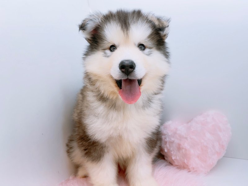 愛知県のアラスカンマラミュート (ワンラブカインズ小牧店(FC)/2026年2月13日生まれ/男の子/グレーホワイト)の子犬の2枚目の画像