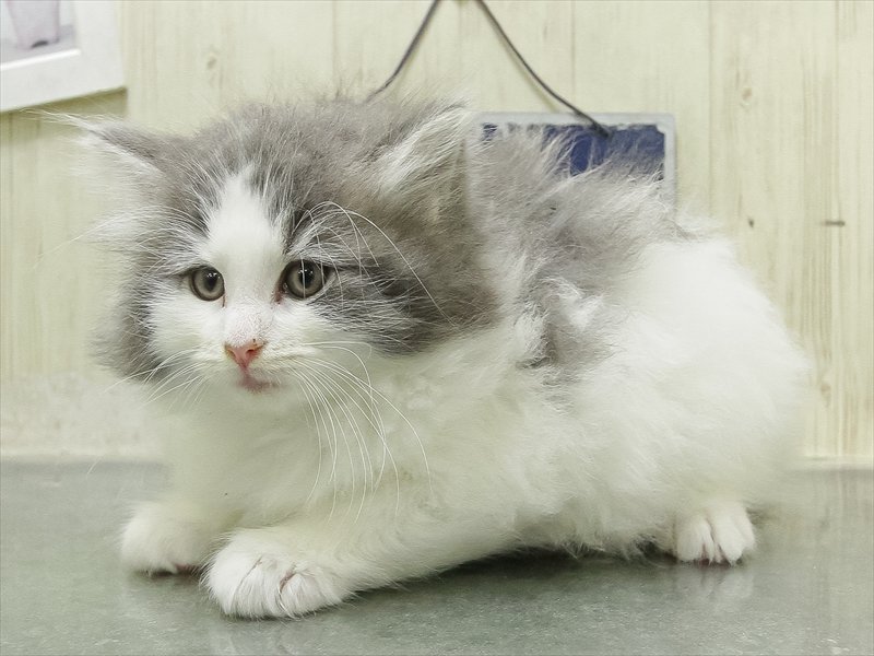 滋賀県のノルウェージャンフォレストキャット (ワンラブピエリ守山店/2026年2月15日生まれ/女の子/ブルーマッカレルタビーホワイト)の子猫の2枚目の画像