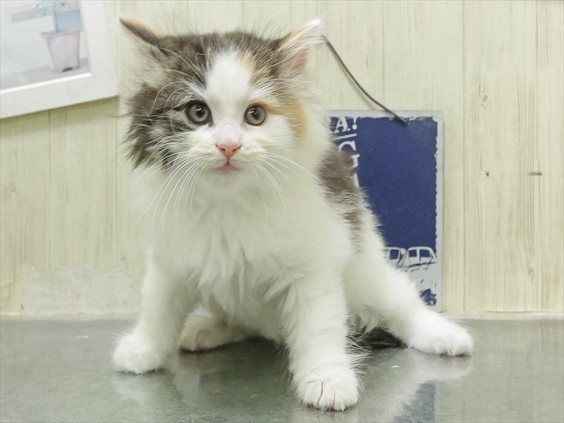 愛知県のノルウェージャンフォレストキャット (ワンラブららぽーと愛知東郷店/2026年2月15日生まれ/女の子/ブラウンパッチドマッカレルタビーホワイト)の子猫の2枚目の画像