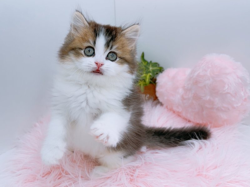 愛知県のミヌエット (ワンラブカインズ小牧店(FC)/2026年2月14日生まれ/男の子/ブラウンタビーホワイト)の子猫の2枚目の画像