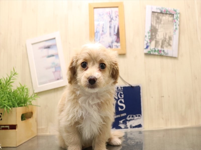 愛知県のマルプー(マルチーズ×プードル) (ワンラブ名古屋守山インター総本店/2026年2月15日生まれ/女の子/クリーム)の子犬の2枚目の画像