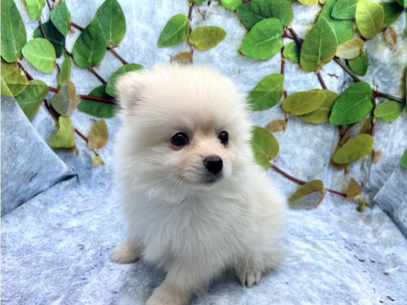 埼玉県のポメラニアン (ワンラブカインズ北本店(FC)/2026年2月13日生まれ/男の子/クリーム)の子犬の2枚目の画像