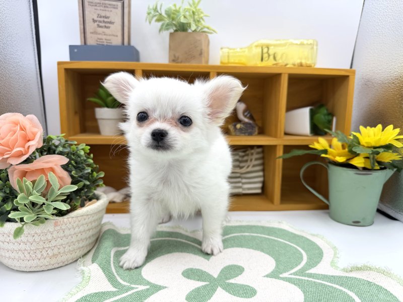 静岡県のポメチワ/チワポメ/ポメチー(ポメラニアン×チワワ) (ワンラブカインズ清水店(FC)/2026年2月5日生まれ/男の子/ホワイトクリーム)の子犬の2枚目の画像