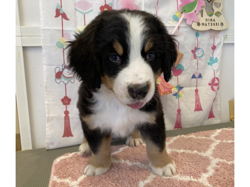 福岡県のバーニーズマウンテンドッグ (ワンラブペットワイド若松店(FC)/2026年2月16日生まれ/男の子/ブラックラストホワイト)の子犬の2枚目の画像
