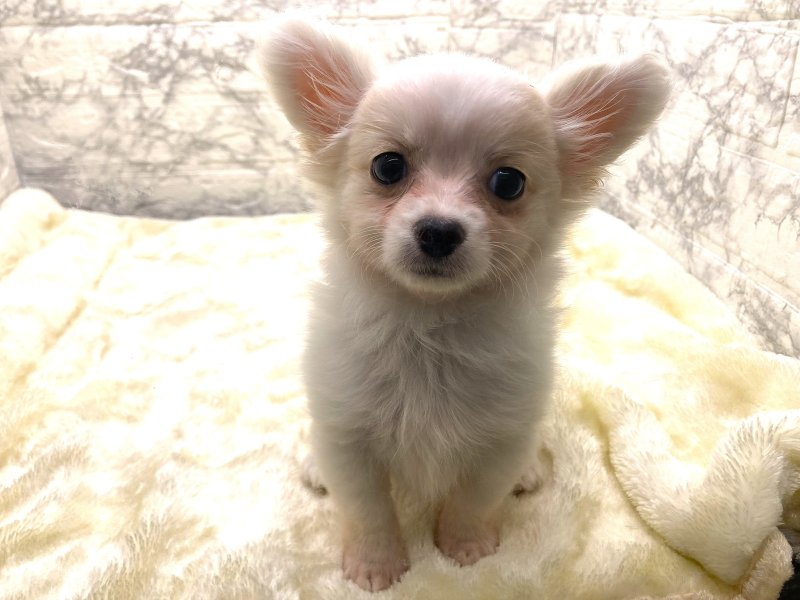 宮崎県のハーフ犬・ミックス犬 (ワンラブホームワイドプラス都城店(FC)/2026年1月30日生まれ/女の子/ホワイト)の子犬の2枚目の画像