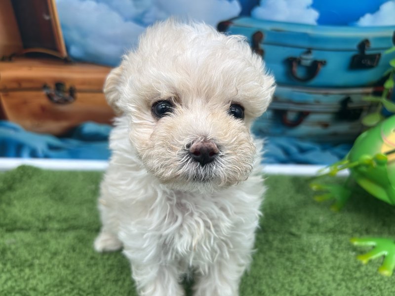 福岡県のハーフ犬・ミックス犬 (ワンラブﾎｰﾑﾜｲﾄﾞ ﾍﾟｯﾄ＆ｸﾞﾘｰﾝ和白店(FC)/2026年2月6日生まれ/女の子/ホワイト)の子犬の2枚目の画像