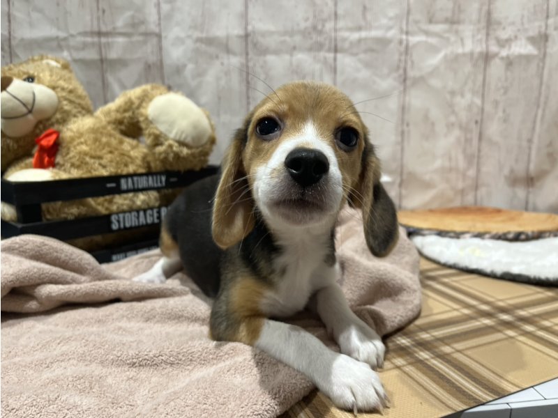 埼玉県のビーグル (ワンラブカインズ羽生店(FC)/2026年1月21日生まれ/女の子/ハウンドカラー)の子犬の2枚目の画像