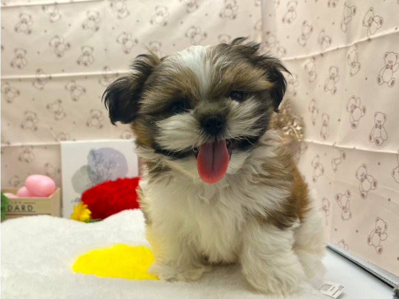 静岡県のシーズー (ワンラブカインズ掛川店(FC)/2026年2月4日生まれ/男の子/ホワイトゴールド)の子犬の2枚目の画像