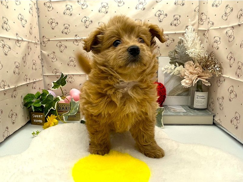 静岡県のポメプー(ポメラニアン×プードル) (ワンラブカインズ掛川店(FC)/2026年2月9日生まれ/男の子/アプリコット)の子犬の2枚目の画像