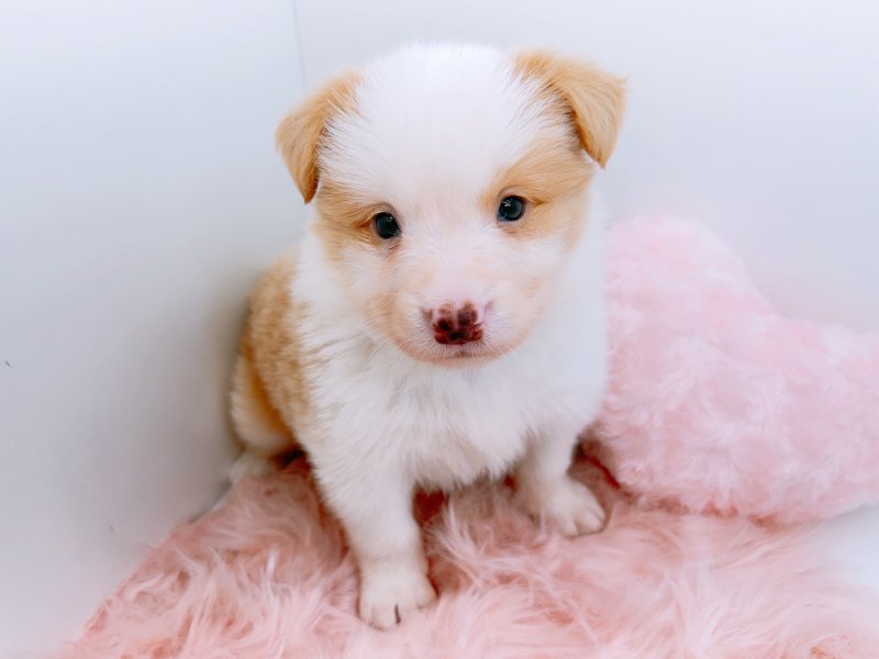 愛知県のボーダーコリー (ワンラブカインズ小牧店(FC)/2026年2月21日生まれ/男の子/レッドホワイト)の子犬の2枚目の画像