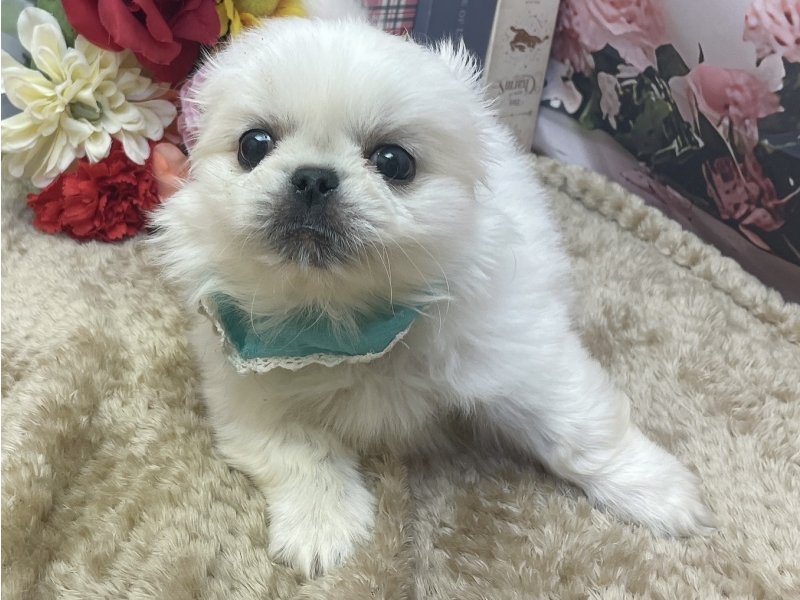 滋賀県のペキニーズ (ワンラブコ メ リパワー ペットアミ水口店(FC)/2026年2月27日生まれ/男の子/ホワイト)の子犬の2枚目の画像