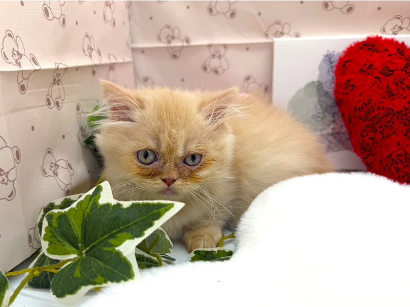静岡県のミヌエット (ワンラブカインズ掛川店(FC)/2026年2月11日生まれ/男の子/クリームタビーホワイト)の子猫の2枚目の画像