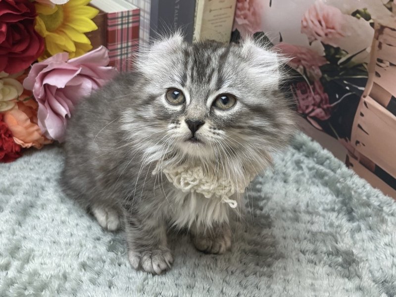 岐阜県のアメリカンカール (ワンラブホームセンターバロー北方店(FC)/2026年2月26日生まれ/女の子/ブルーシルバータビー)の子猫の2枚目の画像