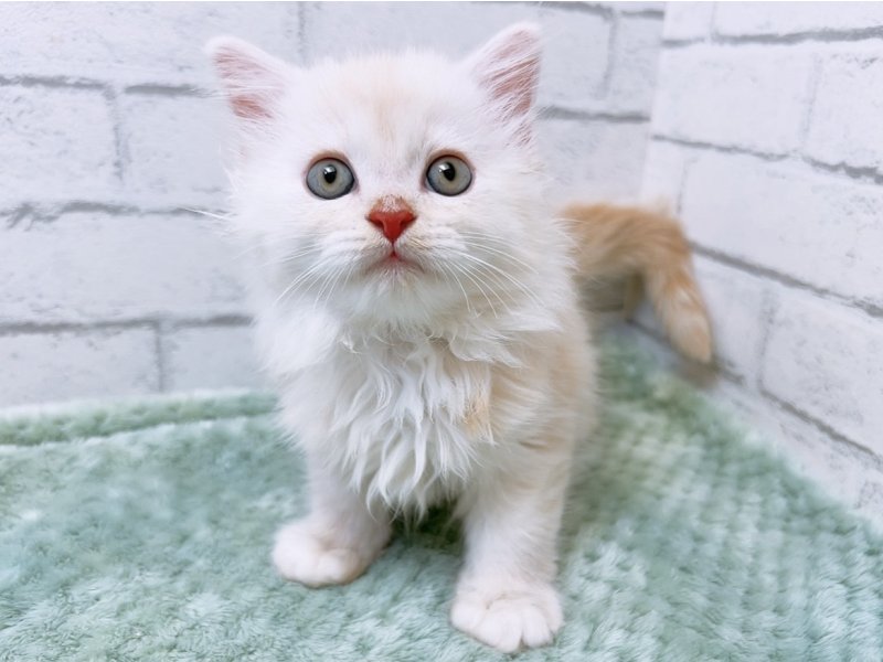 愛知県のミヌエット (ワンラブカインズ豊田四郷店(FC)/2026年2月23日生まれ/男の子/クリームタビーホワイト)の子猫の2枚目の画像