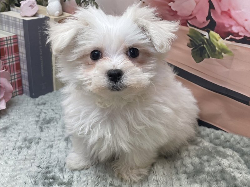 岐阜県のマルチーズ (ワンラブホームセンターバロー北方店(FC)/2026年2月28日生まれ/男の子/ホワイト)の子犬の2枚目の画像