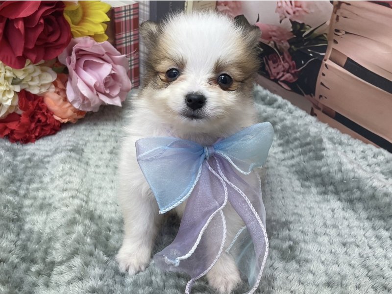 岐阜県のポメヨン/パピポメ/ポメパピ(ポメラニアン×パピヨン) (ワンラブホームセンターバロー北方店(FC)/2026年2月24日生まれ/男の子/ホワイトブラウン)の子犬の2枚目の画像